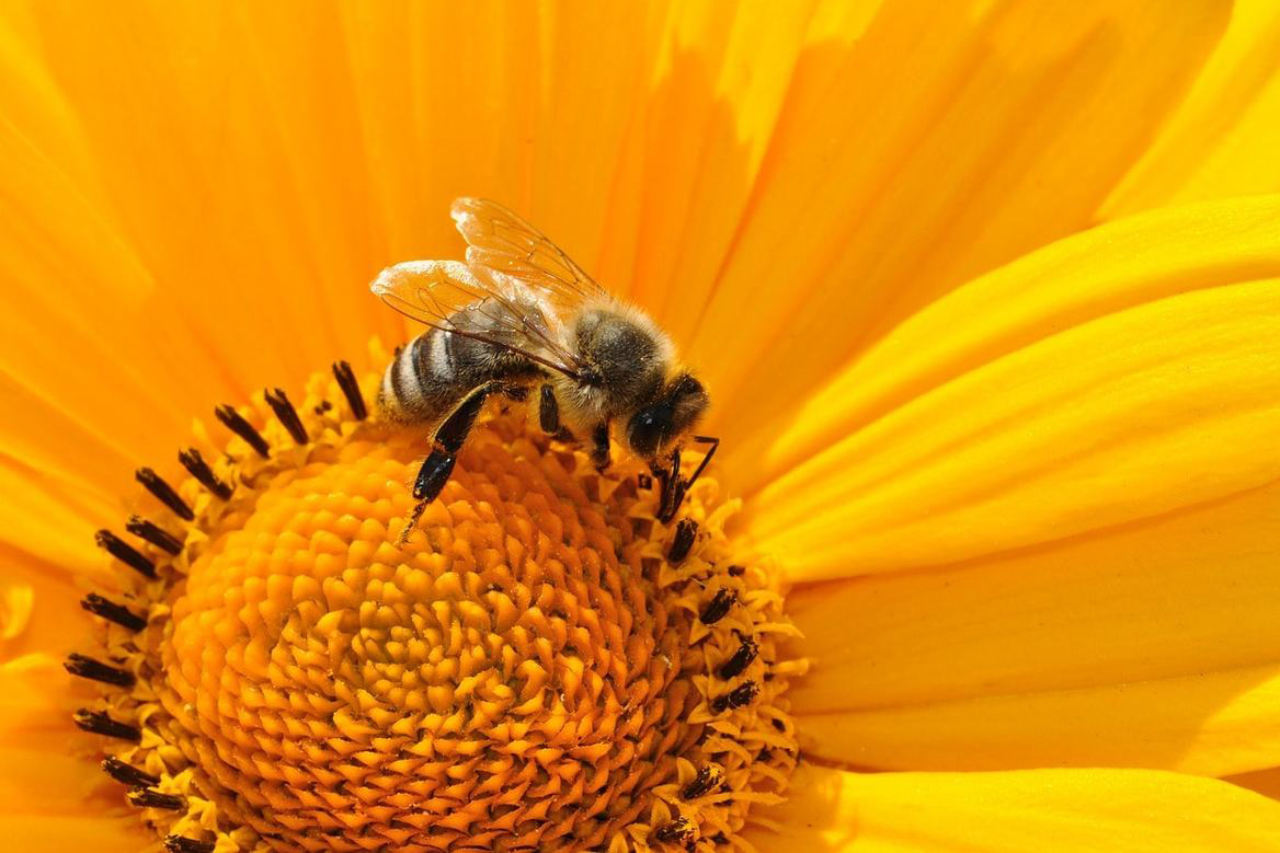 Франция запретила пестициды с сульфоксафлором со ссылкой на риск для пчел