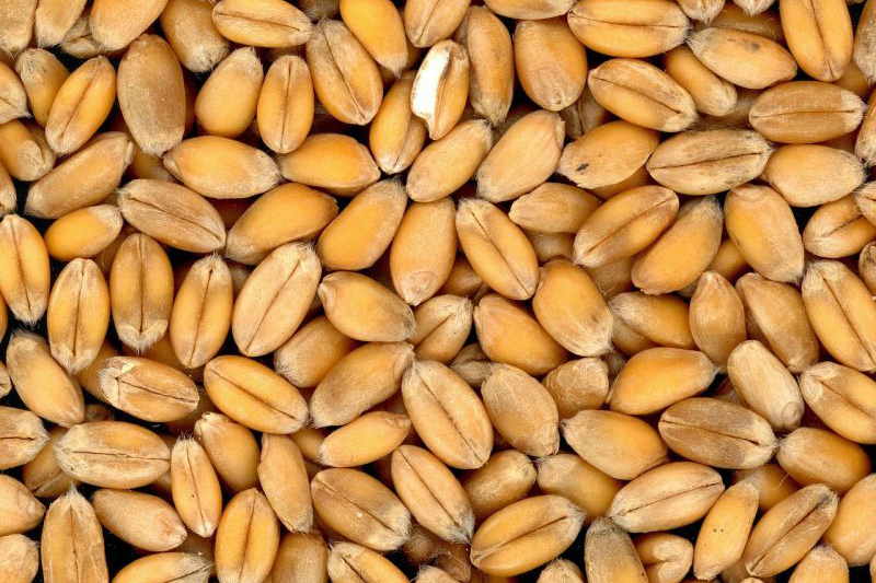 Более 12 000 тонн пшеницы и ячменя испортил амбарный долгоносик в Красноярском крае