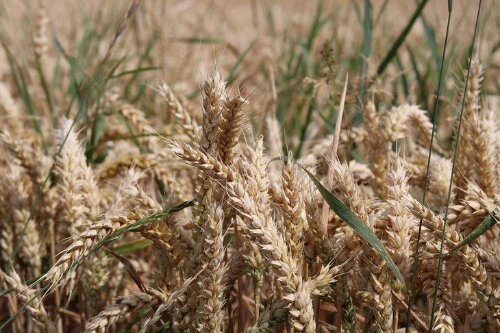 В России начали проверять экспортируемую пшеницу на болезнь тунду
